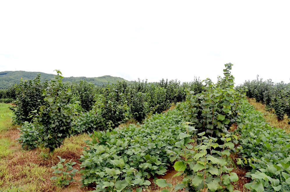东北清原大果榛子种植基地4
