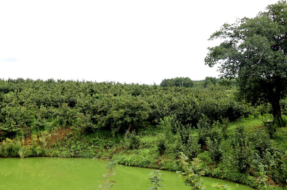 辽宁大果榛子苗种植基地2