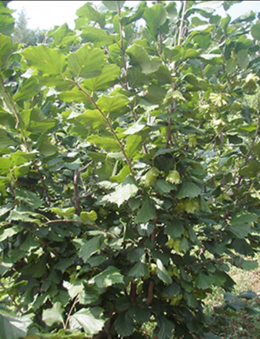 东北榛子苗价格