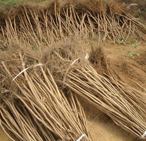 辽宁清原久合大果榛子提供榛子苗批发