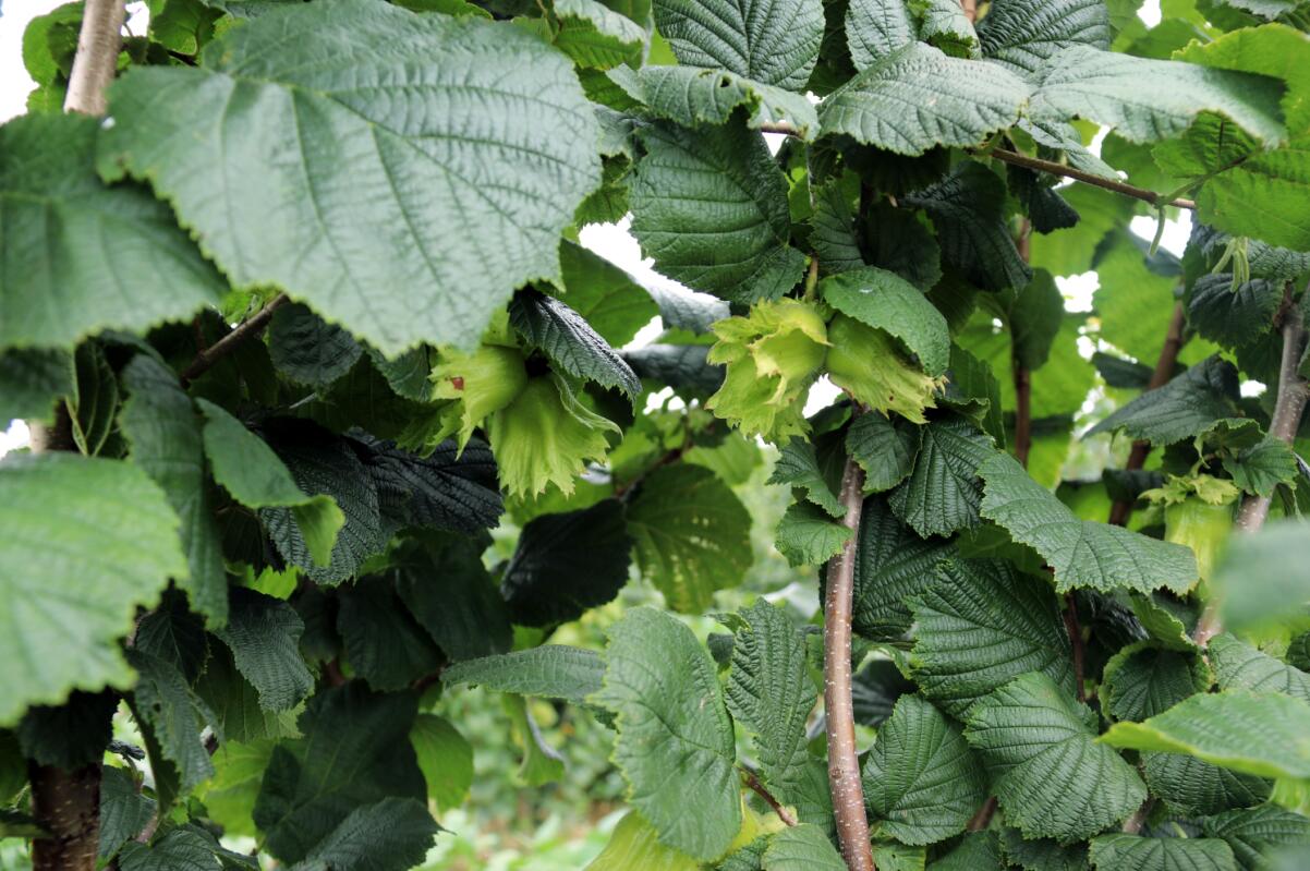 清原久合大果榛子面向全国批发大果榛子苗批发